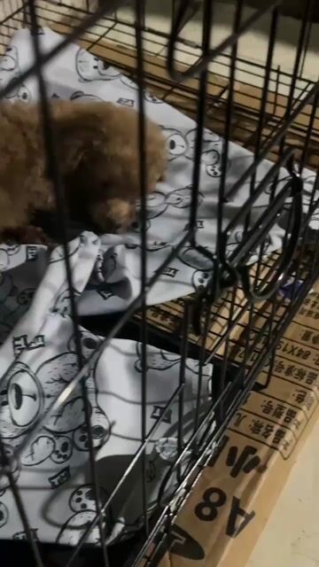 Chó Doodle Nâu Hơn 2 tháng tuổi. Mua bán Chó tại Quận Ngũ Hành Sơn Đà Nẵng được đăng bởi Trang Huỳnh Thị hình 1