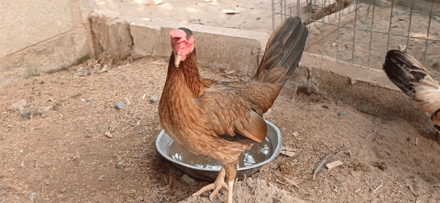 Cặp mái tre đang đẻ. Mua bán Gà tại Huyện Châu Thành Bến Tre được đăng bởi gà tre hình 1