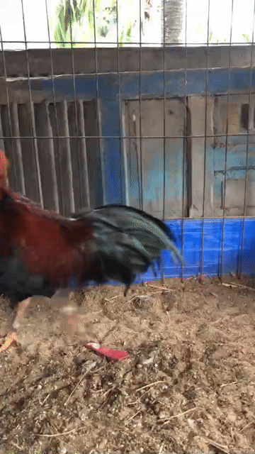 Gà chọi trống 7 tháng đen đỏ vàng. Mua bán Gà tại Huyện Bình Chánh Tp Hồ Chí Minh được đăng bởi Gà hình 1