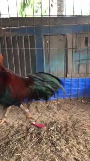 Gà chọi trống 7 tháng đen đỏ vàng. Mua bán Gà tại Huyện Bình Chánh Tp Hồ Chí Minh được đăng bởi Gà hình 1