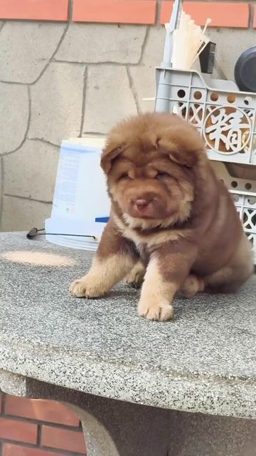 Chó Mông Cộc Đực Nâu Vàng Đẹp Lưỡi Đốm Chuẩn Giống. Mua bán Chó tại Quận Gò Vấp Tp Hồ Chí Minh được đăng bởi Shop SH Và Chó Cộc Sài Gòn hình 1