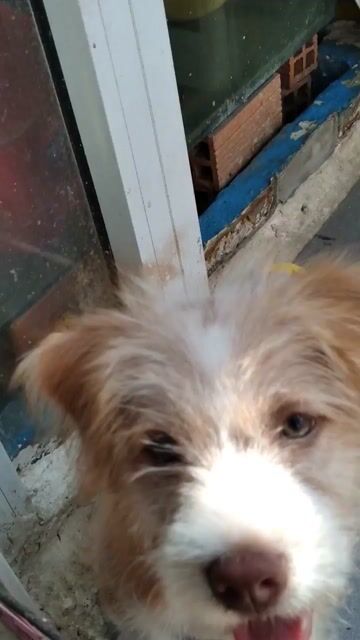 Chó Nhật lông xù Nâu vàng trắng. Mua bán Chó tại Quận 8 Tp Hồ Chí Minh được đăng bởi Rose Maire hình 1