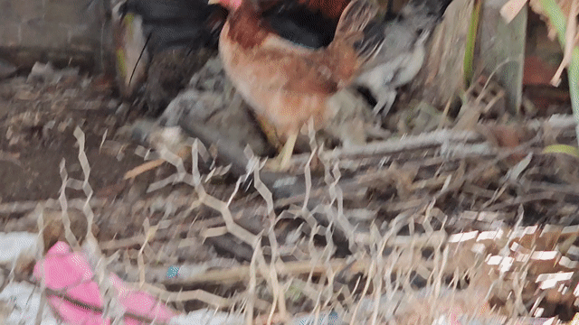 Gà điều siu mỹ trống 4,5kg chân vuông. Mua bán Gà tại Quận Bình Thuỷ Cần Thơ được đăng bởi Hải hình 1