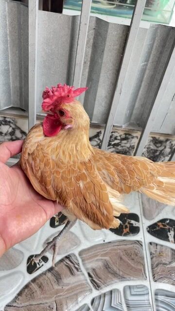 Gà vảy cá Vàng. Mua bán Gà tại Quận Ninh Kiều Cần Thơ được đăng bởi Chuyên gà đá  hình 1