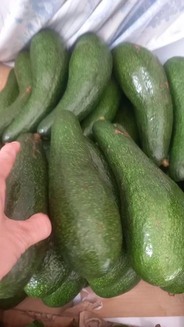 Bơ 034 Xanh 2-3 trái/kg. Mua bán Đồ ăn, thực phẩm và các loại khác tại Quận 8 Tp Hồ Chí Minh được đăng bởi Nm hình 1