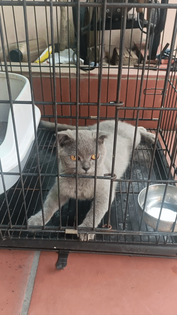 Mèo Scottish Fold Xám xanh tai cụp mặt tròn. Mua bán Mèo tại Quận Đống Đa Hà Nội được đăng bởi Nguyễn Tuân hình 1