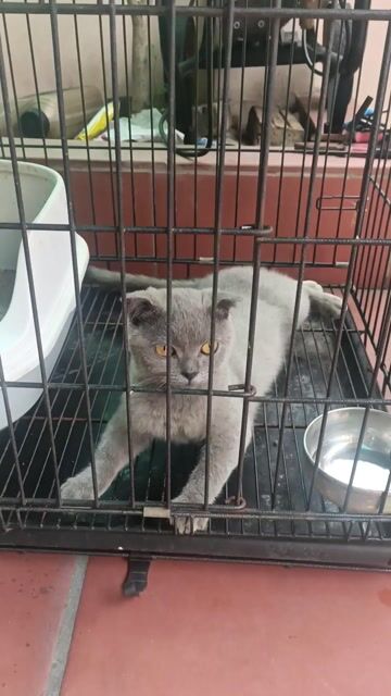 Mèo Scottish Fold Xám xanh tai cụp mặt tròn. Mua bán Mèo tại Quận Đống Đa Hà Nội được đăng bởi Nguyễn Tuân hình 1
