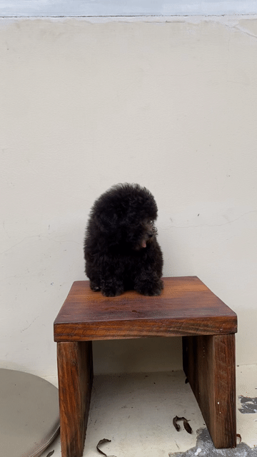 Chó Poodle Đen Đã tiêm phòng. Mua bán Chó tại Huyện Củ Chi Tp Hồ Chí Minh được đăng bởi Trương Tuấn Anh hình 1