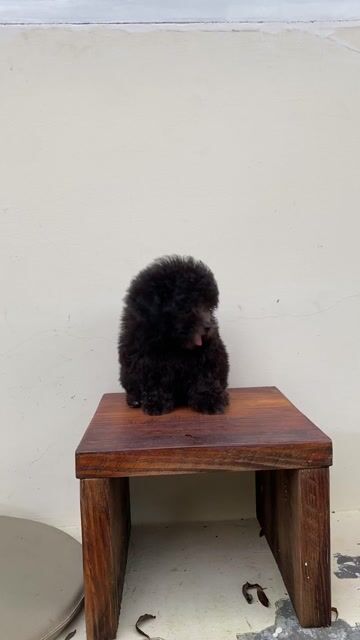 Chó Poodle Đen Đã tiêm phòng. Mua bán Chó tại Huyện Củ Chi Tp Hồ Chí Minh được đăng bởi Trương Tuấn Anh hình 1