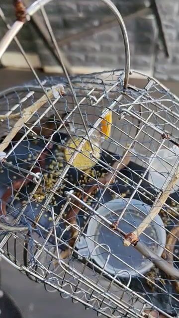 Thanh Lý Bộ Hút Mật 5 Màu Tập Lụp Hót Nhiều. Mua bán Chim tại Huyện Bắc Tân Uyên Bình Dương được đăng bởi Sang Chim Cảnh Bình Dương  hình 1