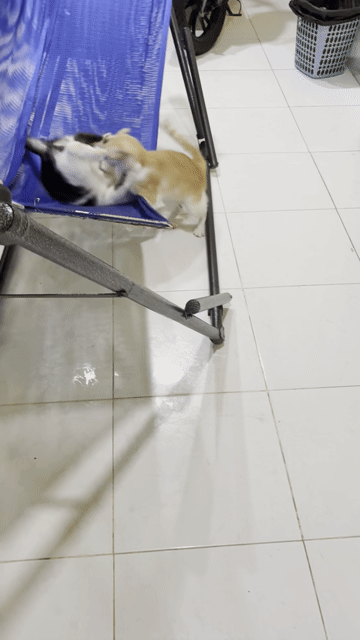 Võng xếp người lớn kim loại xanh dương như mới. Mua bán Nội thất, đồ gia dụng khác tại Quận 8 Tp Hồ Chí Minh được đăng bởi Triệu Vy hình 1