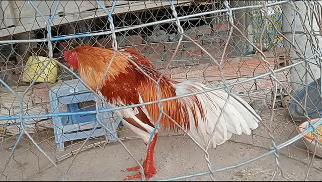 Bướm 3k2 hàm Long . Mua bán Gà tại Huyện Châu Phú An Giang được đăng bởi Nam Phan hình 1