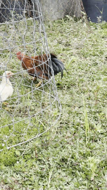 Gà trống Vàng bò. Mua bán Gà tại Huyện Hóc Môn Tp Hồ Chí Minh được đăng bởi Nguyễn Tuấn Kiệt  hình 1