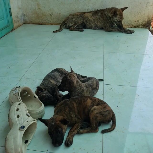 Chó Phú Quốc đực 1.5 tháng vằn. Mua bán Chó tại Thành phố Thủ Đức Tp Hồ Chí Minh được đăng bởi Phạm Thiên hình 1