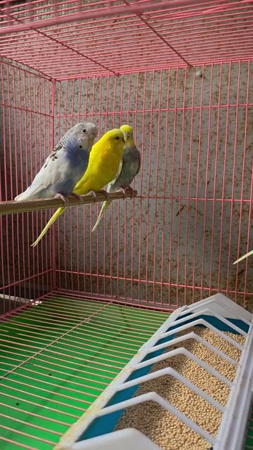 Yến phụng sinh sản. Mua bán Chim tại Quận Bình Tân Tp Hồ Chí Minh được đăng bởi Yến phụng hình 1