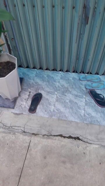 Cây cảnh họ chuối hoa vàng cam. Mua bán Cây cảnh, đồ trang trí tại Quận Phú Nhuận Tp Hồ Chí Minh được đăng bởi Hoàng Long hình 1