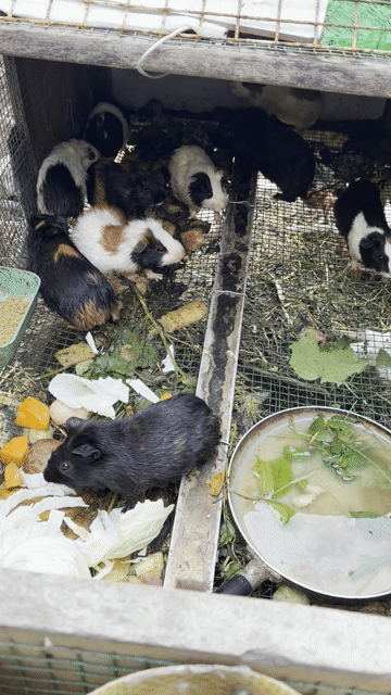 Chuột lang nhiều màu 10 con. Mua bán Thú cưng khác tại Huyện Nhà Bè Tp Hồ Chí Minh được đăng bởi Chúc An Khang hình 1