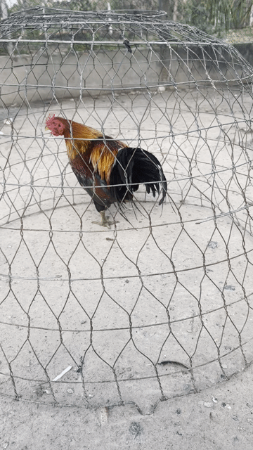 Gà lông 3kg5 mới úp. Mua bán Gà tại Huyện Hòa Thành Tây Ninh được đăng bởi Nguen thanh nam hình 1
