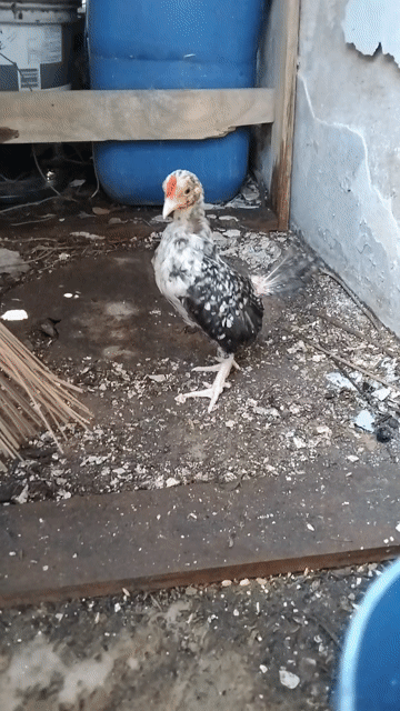 Gà kiểng cú đỏ là có đủ.. Mua bán Gà tại Huyện Nhà Bè Tp Hồ Chí Minh được đăng bởi Quyle hình 1