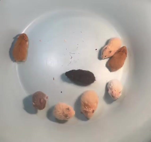 Chuột Hamster Tạng to Baby. Mua bán Thú cưng khác tại Quận Hai Bà Trưng Hà Nội được đăng bởi Mai Yến Nguyễn hình 1