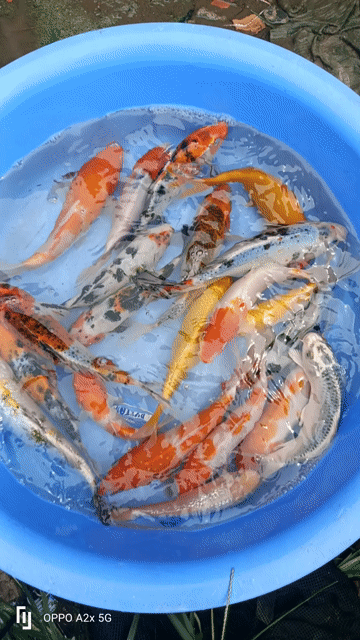 Cá Koi Đa sắc Nhỏ Dễ nuôi. Mua bán Thú cưng khác tại Huyện Đức Hòa Long An được đăng bởi Bé Lùn hình 1