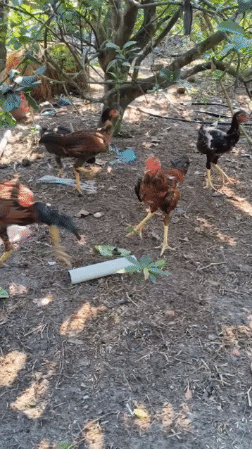 Gà nòi thả vườn. Mua bán Gà tại Huyện Củ Chi Tp Hồ Chí Minh được đăng bởi Kaste Garden hình 1