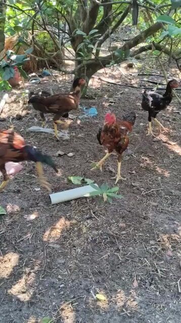 Gà nòi thả vườn. Mua bán Gà tại Huyện Củ Chi Tp Hồ Chí Minh được đăng bởi Kaste Garden hình 1