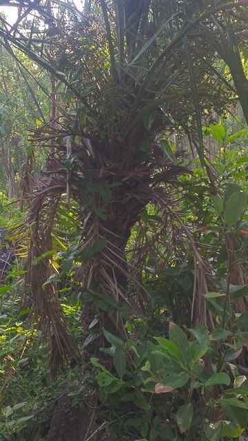 BÁN CÂY CHÀ LÀ. Mua bán Cây cảnh, đồ trang trí tại Thị xã Sông Cầu Phú Yên được đăng bởi nam hình 1