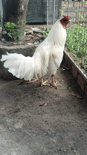 Gà Trắng Đực 3.1kg. Mua bán Gà tại Huyện Thoại Sơn An Giang được đăng bởi Khang Kê hình 1