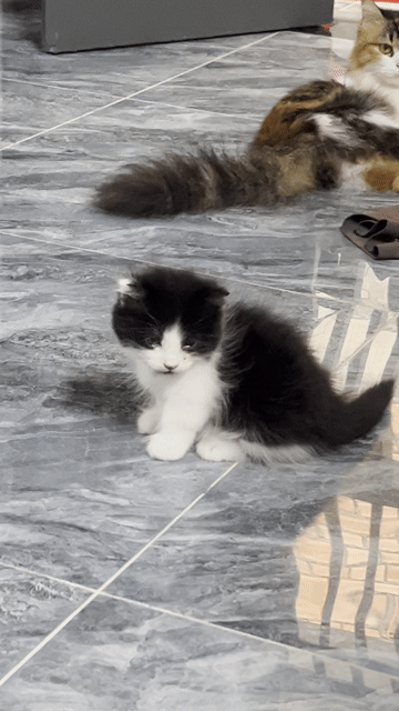Mèo Bicolor chân lửng lông dài 6 tuần tuổi. Mua bán Mèo tại Quận 12 Tp Hồ Chí Minh được đăng bởi Trang Đài hình 1