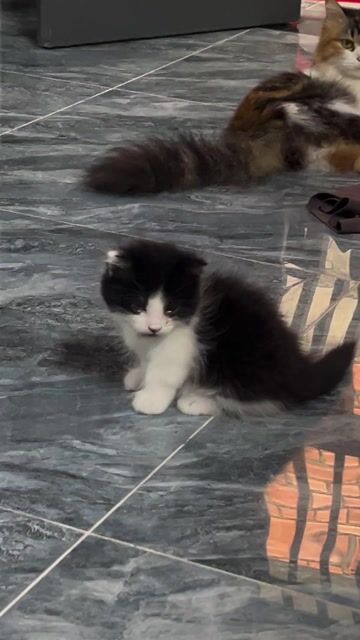 Mèo Bicolor chân lửng lông dài 6 tuần tuổi. Mua bán Mèo tại Quận 12 Tp Hồ Chí Minh được đăng bởi Trang Đài hình 1