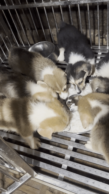 Chó Corgi Đen trắng Đực cái Đã tiêm phòng. Mua bán Chó tại Huyện Sóc Sơn Hà Nội được đăng bởi Đức hình 1