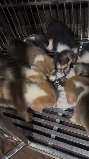 Chó Corgi Đen trắng Đực cái Đã tiêm phòng. Mua bán Chó tại Huyện Sóc Sơn Hà Nội được đăng bởi Đức hình 1
