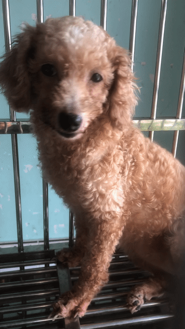 Chó Poodle ❤️💚💛Cái Nâu Đã tiêm phòng. Mua bán Chó tại Quận 8 Tp Hồ Chí Minh được đăng bởi Cửa Hàng Thanh Lý Đồ Cũ Mới hình 1