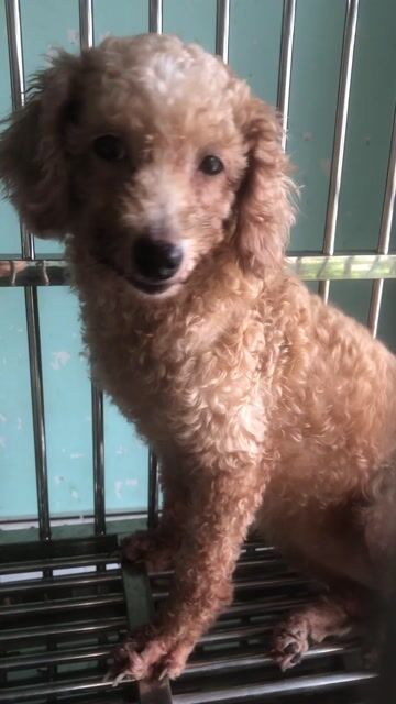 Chó Poodle ❤️💚💛Cái Nâu Đã tiêm phòng. Mua bán Chó tại Quận 8 Tp Hồ Chí Minh được đăng bởi Cửa Hàng Thanh Lý Đồ Cũ Mới hình 1