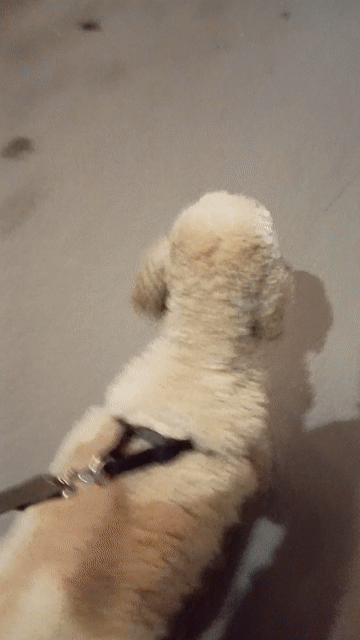 Chó Poodle Standard đực 2.5 tuổi. Mua bán Chó tại Quận Tây Hồ Hà Nội được đăng bởi Đỗ Đức Duy  hình 1