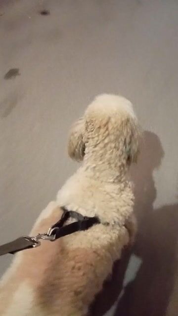 Chó Poodle Standard đực 2.5 tuổi. Mua bán Chó tại Quận Tây Hồ Hà Nội được đăng bởi Đỗ Đức Duy  hình 1