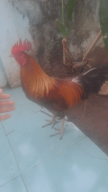 2kg5 5x có đủ 5 vidoe thua rảnh cánb. Mua bán Gà tại Quận Bình Thuỷ Cần Thơ được đăng bởi thienanh hình 1