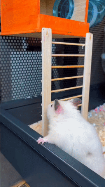 Hamster bear trắng 150k. Mua bán Thú cưng khác tại Quận Gò Vấp Tp Hồ Chí Minh được đăng bởi Hamusuta  hình 1