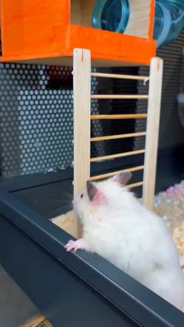Hamster bear trắng 150k. Mua bán Thú cưng khác tại Quận Gò Vấp Tp Hồ Chí Minh được đăng bởi Hamusuta  hình 1