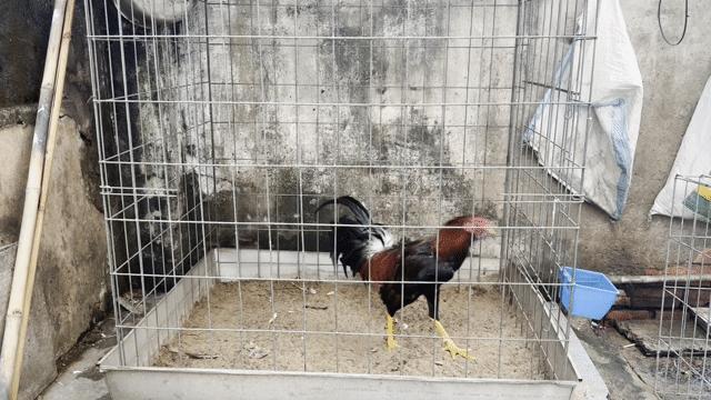 Gà trống 1.7kg Đỏ, đen, vàng. Mua bán Gà tại Quận 8 Tp Hồ Chí Minh được đăng bởi Tấn Sang hình 1