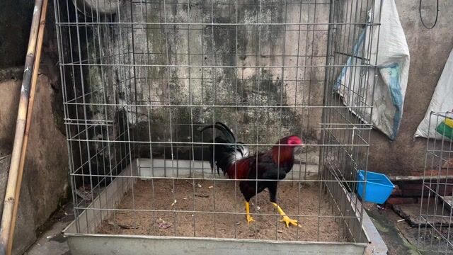 Gà trống 1.7kg Đỏ, đen, vàng. Mua bán Gà tại Quận 8 Tp Hồ Chí Minh được đăng bởi Tấn Sang hình 1