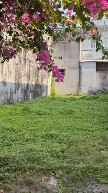 Mua bán Nhà ở Khu dân cư Long Hậu Huyện Cần Giuộc Long An diện tích 300 m² giá 6,95 tỷ