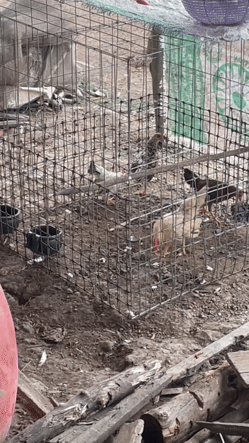 Gà tre Bắc, gà vảy cá, gà serama lai tổng 6 con. Mua bán Gà tại Huyện Tam Nông Đồng Tháp được đăng bởi Huỳnh Văn Kiệt hình 1