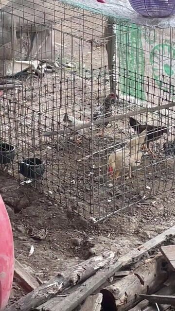 Gà tre Bắc, gà vảy cá, gà serama lai tổng 6 con. Mua bán Gà tại Huyện Tam Nông Đồng Tháp được đăng bởi Huỳnh Văn Kiệt hình 1