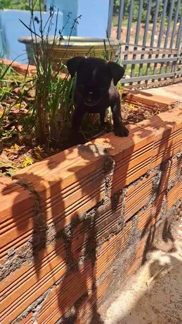 Chó Pug Đen. Mua bán Chó tại Thành phố Buôn Ma Thuột Đắk Lắk được đăng bởi Tú Nguyễn hình 1