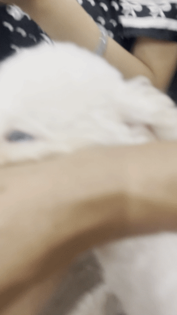 Đã tiên chụp mới đi spa về màu trắng. Mua bán Chó tại Quận Hai Bà Trưng Hà Nội được đăng bởi Đinh Tiến Mỹ hình 1