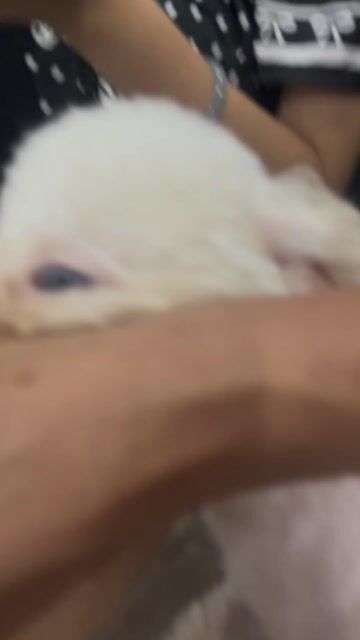 Đã tiên chụp mới đi spa về màu trắng. Mua bán Chó tại Quận Hai Bà Trưng Hà Nội được đăng bởi Đinh Tiến Mỹ hình 1