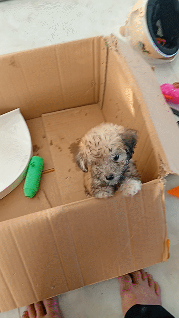 Chó Poodle Nâu 45 ngày tuổi. Mua bán Chó tại Huyện An Minh Kiên Giang được đăng bởi Điện Tử Sáng Tạo hình 1
