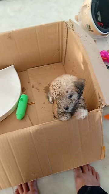 Chó Poodle Nâu 45 ngày tuổi. Mua bán Chó tại Huyện An Minh Kiên Giang được đăng bởi Điện Tử Sáng Tạo hình 1